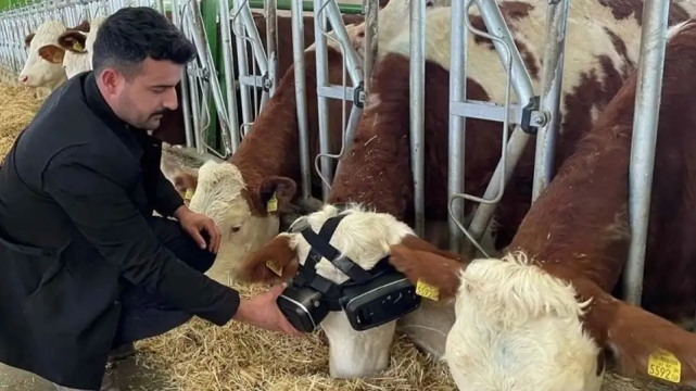 土耳其农场给牛戴VR看片减小压力：产奶量从22升增至27升